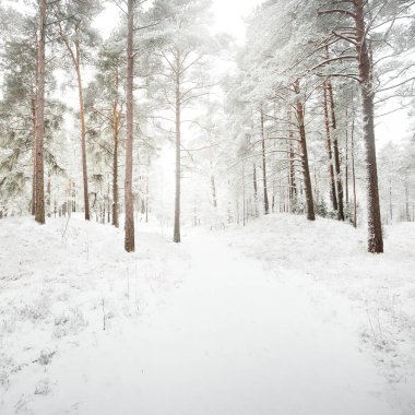 Karla kaplı Evergreen orman tepeleri. Kar fırtınası. Çam, çam ağaçları, yakın plan. Bir patikadan bak. Atmosferik manzara. Kış Harikalar Diyarı. İklim değişikliği, doğal, çevresel koruma. Avrupa