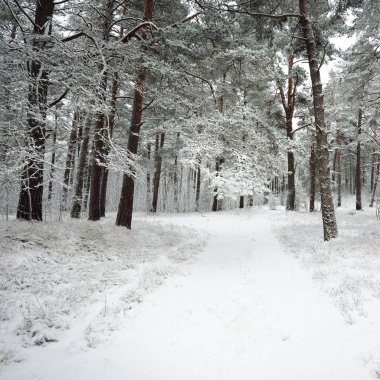 Karla kaplı Evergreen orman tepeleri. Kar fırtınası. Çam, çam ağaçları, yakın plan. Bir patikadan bak. Atmosferik manzara. Kış Harikalar Diyarı. İklim değişikliği, doğal, çevresel koruma. Avrupa