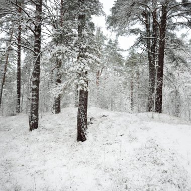 Karla kaplı Evergreen orman tepeleri. Kar fırtınası. Çam, çam ağaçları, yakın plan. Bir patikadan bak. Atmosferik manzara. Kış Harikalar Diyarı. İklim değişikliği, doğal, çevresel koruma. Avrupa