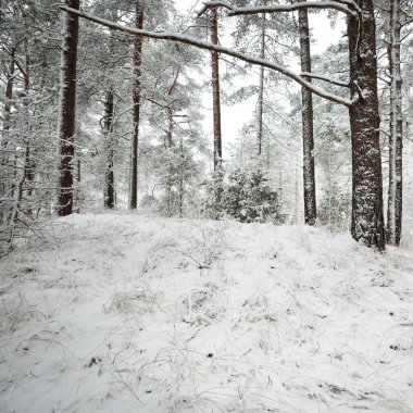 Karla kaplı Evergreen orman tepeleri. Kar fırtınası. Çam, çam ağaçları, yakın plan. Bir patikadan bak. Atmosferik manzara. Kış Harikalar Diyarı. İklim değişikliği, doğal, çevresel koruma. Avrupa