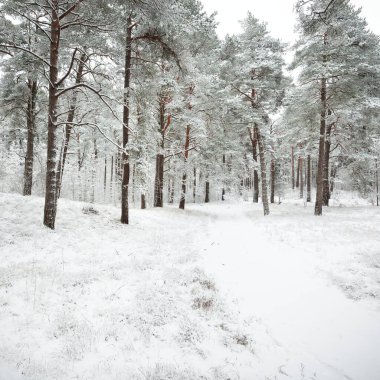 Karla kaplı Evergreen orman tepeleri. Kar fırtınası. Çam, çam ağaçları, yakın plan. Bir patikadan bak. Atmosferik manzara. Kış Harikalar Diyarı. İklim değişikliği, doğal, çevresel koruma. Avrupa