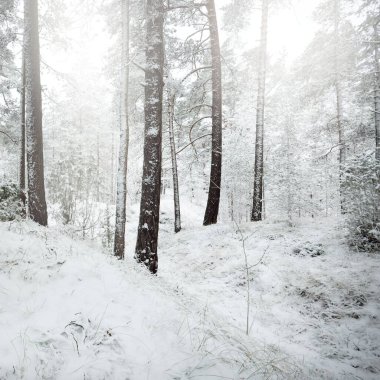 Karla kaplı Evergreen orman tepeleri. Kar fırtınası. Çam, çam ağaçları, yakın plan. Bir patikadan bak. Atmosferik manzara. Kış Harikalar Diyarı. İklim değişikliği, doğal, çevresel koruma. Avrupa