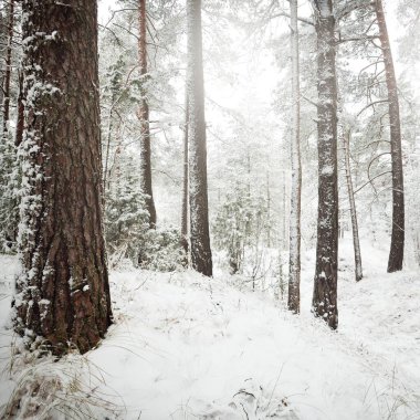 Karla kaplı Evergreen orman tepeleri. Kar fırtınası. Çam, çam ağaçları, yakın plan. Bir patikadan bak. Atmosferik manzara. Kış Harikalar Diyarı. İklim değişikliği, doğal, çevresel koruma. Avrupa