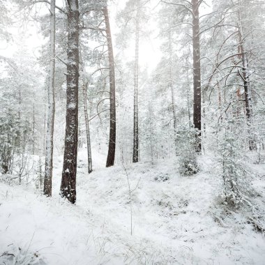 Karla kaplı Evergreen orman tepeleri. Kar fırtınası. Çam, çam ağaçları, yakın plan. Bir patikadan bak. Atmosferik manzara. Kış Harikalar Diyarı. İklim değişikliği, doğal, çevresel koruma. Avrupa