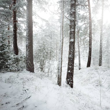 Karla kaplı Evergreen orman tepeleri. Kar fırtınası. Çam, çam ağaçları, yakın plan. Bir patikadan bak. Atmosferik manzara. Kış Harikalar Diyarı. İklim değişikliği, doğal, çevresel koruma. Avrupa