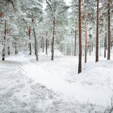 Karla kaplı Evergreen orman tepeleri. Kar fırtınası. Çam, çam ağaçları, yakın plan. Bir patikadan bak. Atmosferik manzara. Kış Harikalar Diyarı. İklim değişikliği, doğal, çevresel koruma. Avrupa