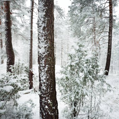 Karla kaplı Evergreen orman tepeleri. Kar fırtınası. Çam, çam ağaçları, yakın plan. Bir patikadan bak. Atmosferik manzara. Kış Harikalar Diyarı. İklim değişikliği, doğal, çevresel koruma. Avrupa