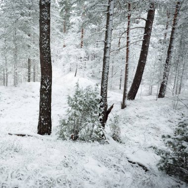 Karla kaplı Evergreen orman tepeleri. Kar fırtınası. Çam, çam ağaçları, yakın plan. Bir patikadan bak. Atmosferik manzara. Kış Harikalar Diyarı. İklim değişikliği, doğal, çevresel koruma. Avrupa