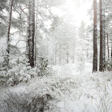 Karla kaplı Evergreen orman tepeleri. Kar fırtınası. Çam, çam ağaçları, yakın plan. Bir patikadan bak. Atmosferik manzara. Kış Harikalar Diyarı. İklim değişikliği, doğal, çevresel koruma. Avrupa