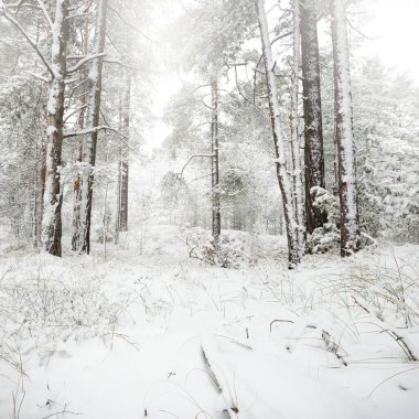 Karla kaplı Evergreen orman tepeleri. Kar fırtınası. Çam, çam ağaçları, yakın plan. Bir patikadan bak. Atmosferik manzara. Kış Harikalar Diyarı. İklim değişikliği, doğal, çevresel koruma. Avrupa