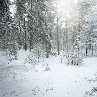 Karla kaplı Evergreen orman tepeleri. Kar fırtınası. Çam, çam ağaçları, yakın plan. Bir patikadan bak. Atmosferik manzara. Kış Harikalar Diyarı. İklim değişikliği, doğal, çevresel koruma. Avrupa