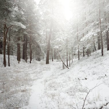 Karla kaplı Evergreen orman tepeleri. Kar fırtınası. Çam, çam ağaçları, yakın plan. Bir patikadan bak. Atmosferik manzara. Kış Harikalar Diyarı. İklim değişikliği, doğal, çevresel koruma. Avrupa