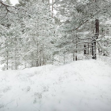 Karla kaplı Evergreen orman tepeleri. Kar fırtınası. Çam, çam ağaçları, yakın plan. Bir patikadan bak. Atmosferik manzara. Kış Harikalar Diyarı. İklim değişikliği, doğal, çevresel koruma. Avrupa