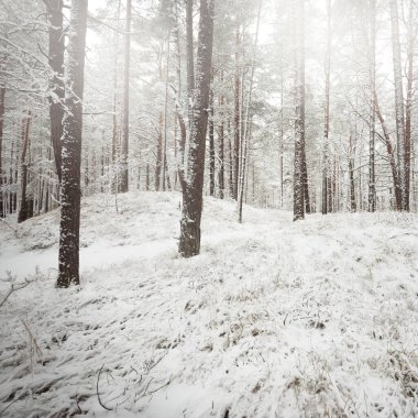 Karla kaplı Evergreen orman tepeleri. Kar fırtınası. Çam, çam ağaçları, yakın plan. Bir patikadan bak. Atmosferik manzara. Kış Harikalar Diyarı. İklim değişikliği, doğal, çevresel koruma. Avrupa