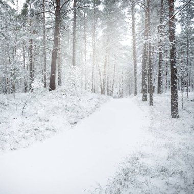 Karla kaplı Evergreen orman tepeleri. Kar fırtınası. Çam, çam ağaçları, yakın plan. Bir patikadan bak. Atmosferik manzara. Kış Harikalar Diyarı. İklim değişikliği, doğal, çevresel koruma. Avrupa