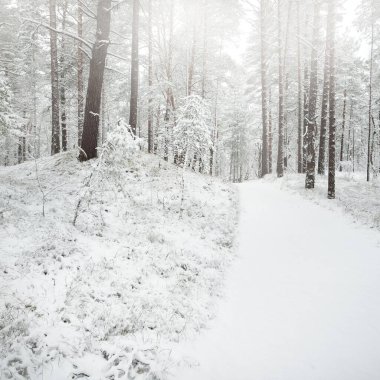 Karla kaplı Evergreen orman tepeleri. Kar fırtınası. Çam, çam ağaçları, yakın plan. Bir patikadan bak. Atmosferik manzara. Kış Harikalar Diyarı. İklim değişikliği, doğal, çevresel koruma. Avrupa
