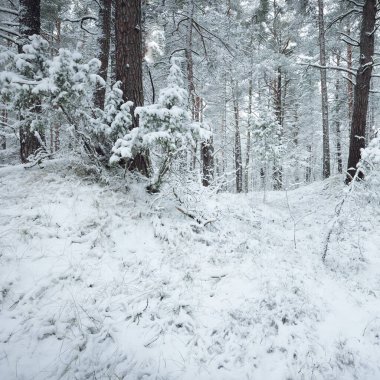 Karla kaplı Evergreen orman tepeleri. Kar fırtınası. Çam, çam ağaçları, yakın plan. Bir patikadan bak. Atmosferik manzara. Kış Harikalar Diyarı. İklim değişikliği, doğal, çevresel koruma. Avrupa