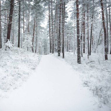 Karla kaplı Evergreen orman tepeleri. Kar fırtınası. Çam, çam ağaçları, yakın plan. Bir patikadan bak. Atmosferik manzara. Kış Harikalar Diyarı. İklim değişikliği, doğal, çevresel koruma. Avrupa