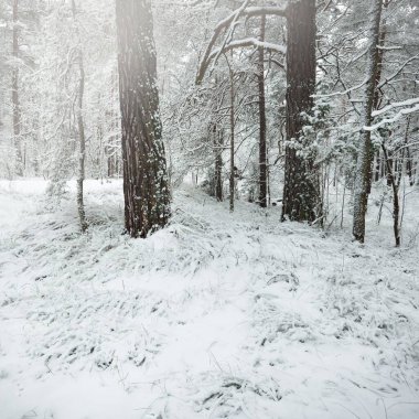 Karla kaplı Evergreen orman tepeleri. Kar fırtınası. Çam, çam ağaçları, yakın plan. Bir patikadan bak. Atmosferik manzara. Kış Harikalar Diyarı. İklim değişikliği, doğal, çevresel koruma. Avrupa