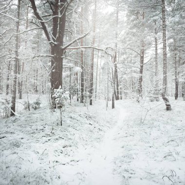 Karla kaplı Evergreen orman tepeleri. Kar fırtınası. Çam, çam ağaçları, yakın plan. Bir patikadan bak. Atmosferik manzara. Kış Harikalar Diyarı. İklim değişikliği, doğal, çevresel koruma. Avrupa