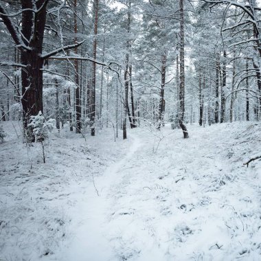 Karla kaplı Evergreen orman tepeleri. Kar fırtınası. Çam, çam ağaçları, yakın plan. Bir patikadan bak. Atmosferik manzara. Kış Harikalar Diyarı. İklim değişikliği, doğal, çevresel koruma. Avrupa