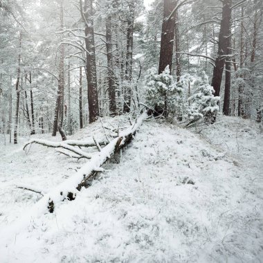 Karla kaplı Evergreen orman tepeleri. Kar fırtınası. Çam, çam ağaçları, yakın plan. Bir patikadan bak. Atmosferik manzara. Kış Harikalar Diyarı. İklim değişikliği, doğal, çevresel koruma. Avrupa