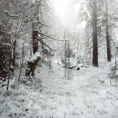 Karla kaplı Evergreen orman tepeleri. Kar fırtınası. Çam, çam ağaçları, yakın plan. Bir patikadan bak. Atmosferik manzara. Kış Harikalar Diyarı. İklim değişikliği, doğal, çevresel koruma. Avrupa