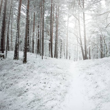 Karla kaplı Evergreen orman tepeleri. Kar fırtınası. Çam, çam ağaçları, yakın plan. Bir patikadan bak. Atmosferik manzara. Kış Harikalar Diyarı. İklim değişikliği, doğal, çevresel koruma. Avrupa