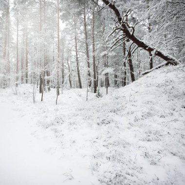 Karla kaplı Evergreen orman tepeleri. Kar fırtınası. Çam, çam ağaçları, yakın plan. Bir patikadan bak. Atmosferik manzara. Kış Harikalar Diyarı. İklim değişikliği, doğal, çevresel koruma. Avrupa