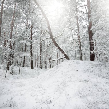 Karla kaplı Evergreen orman tepeleri. Kar fırtınası. Çam, çam ağaçları, yakın plan. Bir patikadan bak. Atmosferik manzara. Kış Harikalar Diyarı. İklim değişikliği, doğal, çevresel koruma. Avrupa