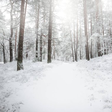 Karla kaplı Evergreen orman tepeleri. Kar fırtınası. Çam, çam ağaçları, yakın plan. Bir patikadan bak. Atmosferik manzara. Kış Harikalar Diyarı. İklim değişikliği, doğal, çevresel koruma. Avrupa