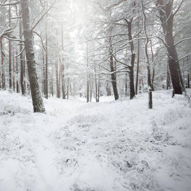 Karla kaplı Evergreen orman tepeleri. Kar fırtınası. Çam, çam ağaçları, yakın plan. Bir patikadan bak. Atmosferik manzara. Kış Harikalar Diyarı. İklim değişikliği, doğal, çevresel koruma. Avrupa
