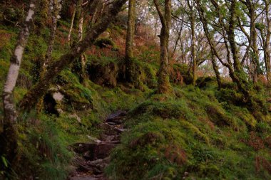 Gün doğumunda İskoç yağmur ormanları. Güçlü ağaçlar, yosunlar, bitkiler, eğrelti otları. Güneş ışınları, altın saat. Crinan Kanalı, İskoçya, İngiltere. Atmosferik manzara. Saf doğa, seyahat yerleri, yürüyüş, eko-turizm.