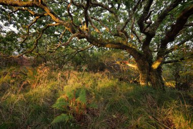 Gün doğumunda İskoç yağmur ormanları. Güçlü ağaçlar, yosunlar, bitkiler, eğrelti otları. Güneş ışınları, altın saat. Crinan Kanalı, İskoçya, İngiltere. Atmosferik manzara. Saf doğa, seyahat yerleri, yürüyüş, eko-turizm.