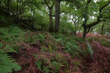 İskoç yağmur ormanlarının nefes kesici manzarası. Güçlü ağaçlar, yosunlar, bitkiler, eğrelti otları. Crinan Kanalı, İskoçya, İngiltere. Karanlık atmosferik manzara. Saf doğa, seyahat yerleri, yürüyüş, eko-turizm.