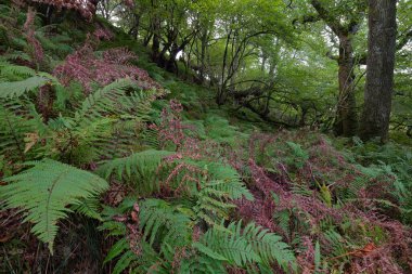 İskoç yağmur ormanlarının nefes kesici manzarası. Güçlü ağaçlar, yosunlar, bitkiler, eğrelti otları. Crinan Kanalı, İskoçya, İngiltere. Karanlık atmosferik manzara. Saf doğa, seyahat yerleri, yürüyüş, eko-turizm.