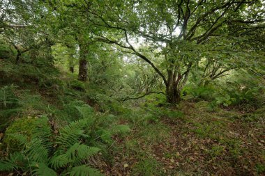 İskoç yağmur ormanlarının nefes kesici manzarası. Güçlü ağaçlar, yosunlar, bitkiler, eğrelti otları. Crinan Kanalı, İskoçya, İngiltere. Karanlık atmosferik manzara. Saf doğa, seyahat yerleri, yürüyüş, eko-turizm.