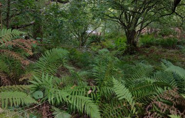 İskoç yağmur ormanlarının nefes kesici manzarası. Güçlü ağaçlar, yosunlar, bitkiler, eğrelti otları. Crinan Kanalı, İskoçya, İngiltere. Karanlık atmosferik manzara. Saf doğa, seyahat yerleri, yürüyüş, eko-turizm.