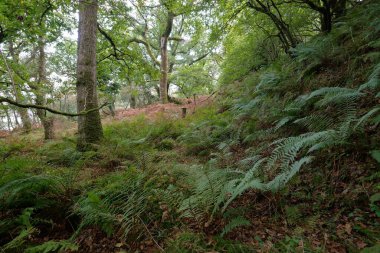 İskoç yağmur ormanlarının nefes kesici manzarası. Güçlü ağaçlar, yosunlar, bitkiler, eğrelti otları. Crinan Kanalı, İskoçya, İngiltere. Karanlık atmosferik manzara. Saf doğa, seyahat yerleri, yürüyüş, eko-turizm.