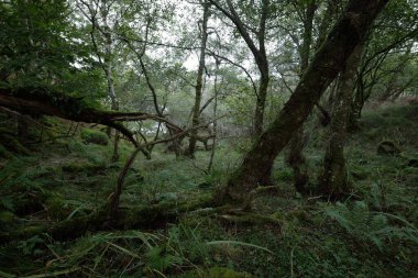 İskoç yağmur ormanlarının nefes kesici manzarası. Güçlü ağaçlar, yosunlar, bitkiler, eğrelti otları. Crinan Kanalı, İskoçya, İngiltere. Karanlık atmosferik manzara. Saf doğa, seyahat yerleri, yürüyüş, eko-turizm.
