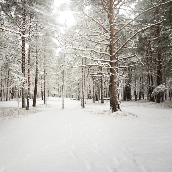 Pathway Snow Covered Pine Tree Forest Blizzard Trees Close Atmospheric — Stock Photo, Image