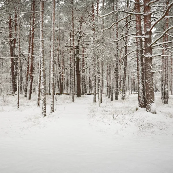 Pathway Snow Covered Pine Tree Forest Blizzard Trees Close Atmospheric — Stock Photo, Image