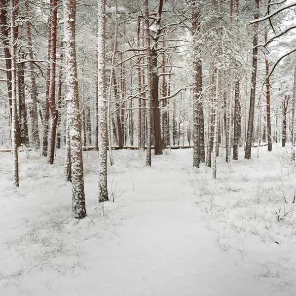 Camino Través Del Bosque Pinos Cubierto Nieve Blizzard Árboles Primer — Foto de Stock