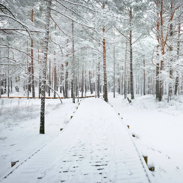 Passarela Madeira Moderna Calçadão Através Floresta Coberta Neve Depois Uma — Fotografia de Stock