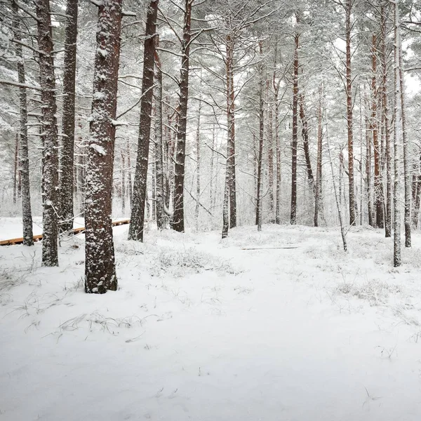 Camino Través Del Bosque Pinos Cubierto Nieve Blizzard Árboles Primer — Foto de Stock