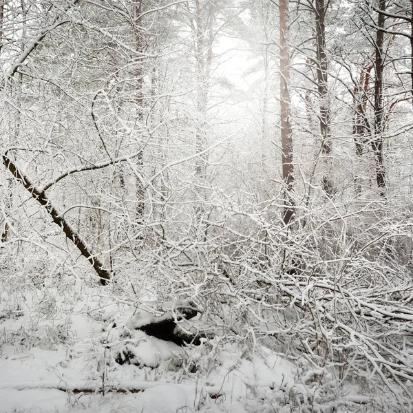 Caminho Através Floresta Pinheiros Coberta Neve Nevasca Árvores Perto Paisagem — Fotografia de Stock