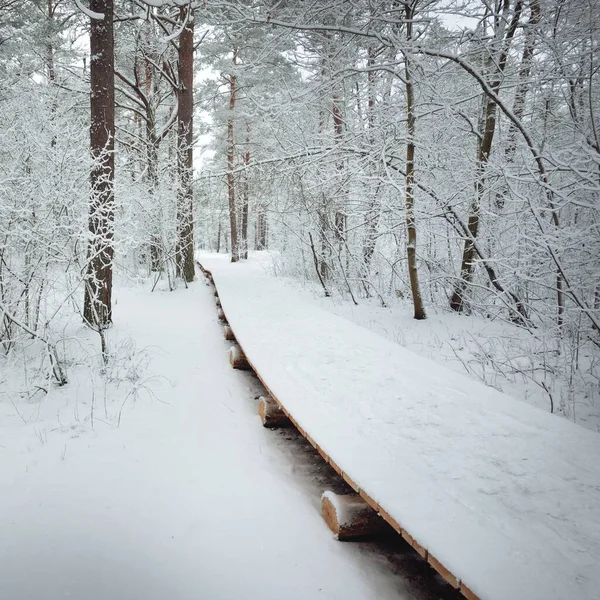Moderne Houten Loopbrug Promenade Door Het Besneeuwde Bos Een Sneeuwstorm — Stockfoto