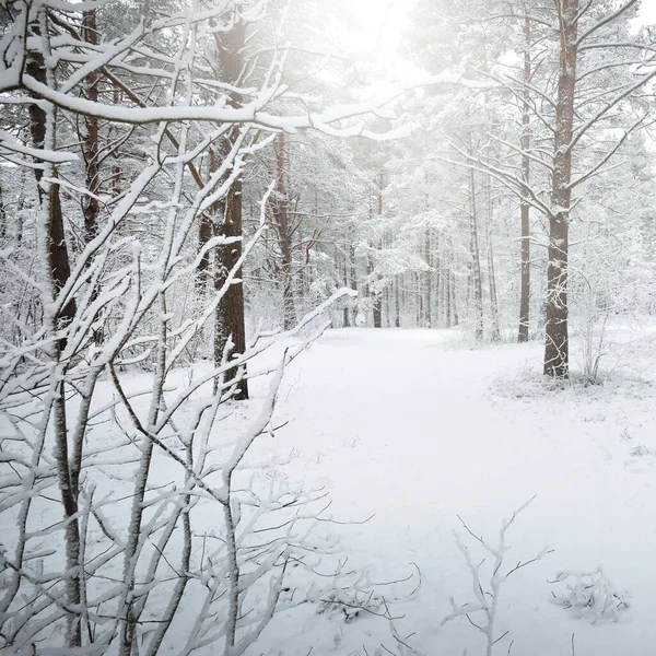 Caminho Através Floresta Pinheiros Coberta Neve Nevasca Árvores Perto Paisagem — Fotografia de Stock