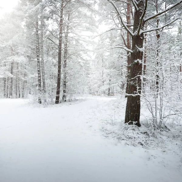 Camino Través Del Bosque Pinos Cubierto Nieve Blizzard Árboles Primer — Foto de Stock