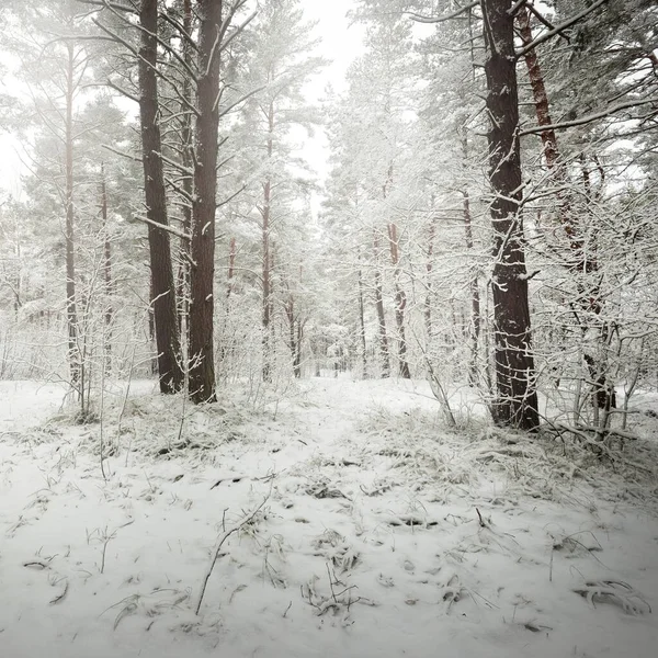 Camino Través Del Bosque Pinos Cubierto Nieve Blizzard Árboles Primer — Foto de Stock